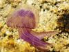 Опасная медуза pelagije nocticulice-терновый венец Адриатики