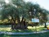 Древнее оливковое дерево в Баре