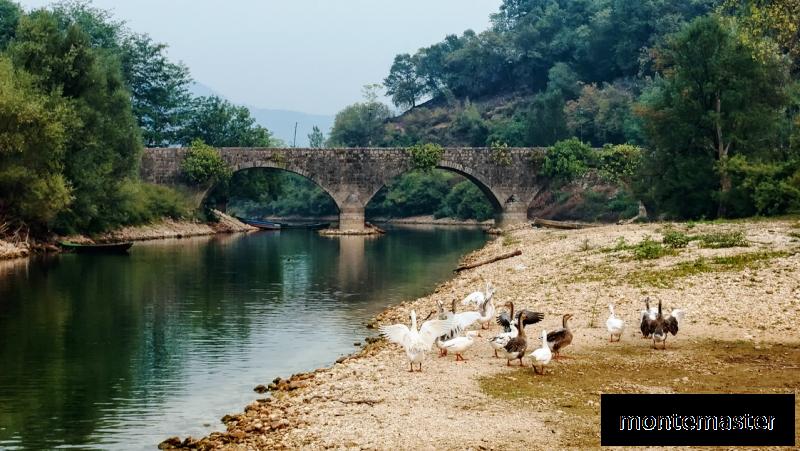 Гуси на реке Черновице