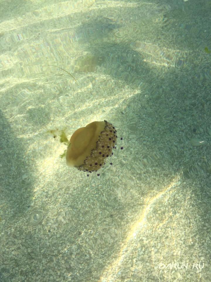 Медузы в Бока-которском заливе Черногория