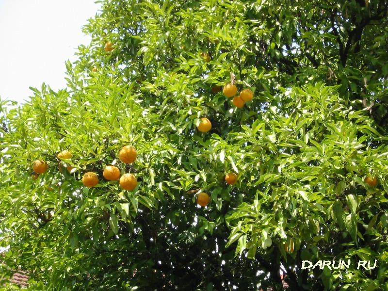 Апельсины созрели в Кумборе Черногория