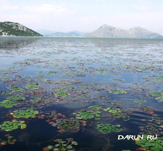 Цветение на Скадарском озере