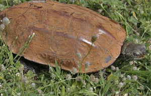 Черногорская водяная черепаха