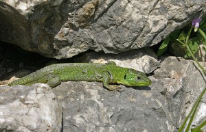 Балканская зеленая ящерица