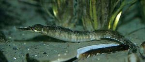 Обыкновенная морская игла. Greater pipefish. Šilo. (Syngnathus acus)