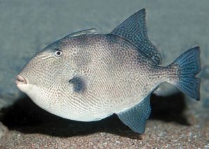 Серый спинорог, или курок. Grey triggerfish. Kostorog (Balistes capriscus).