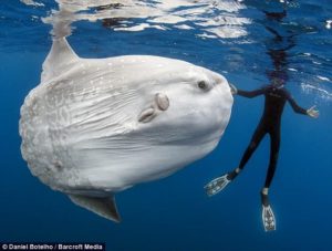 Обыкновенная луна-рыба, или рыба-солнце. Ocean sunfish. Bucanj (Mola mola)