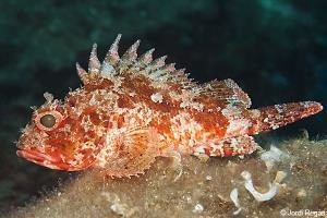 Малая скорпена. Small red scorpionfish. Škrpinica (Scorpaena notata).