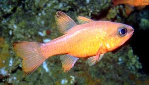 Средиземноморский апогон. Cardinal fish. Matulič (Apogon imberbis).
