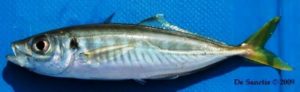 Средиземноморская ставрида. Mediterranean horse mackerel. Šarun mediteransky, Šnjur mali (Trachurus mediterraneus).